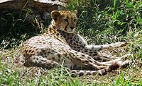 В деле сохранения дальневосточных леопардов сделан важный шаг