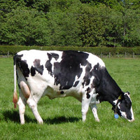 Коровы со встроенным компасом