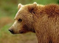В Архангельской области медведи гуляют по кладбищам и дачным участкам