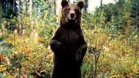 Специалисты просят разрешение на отстрел медведей на Алтае