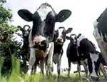 В Челябинской области сокращается поголовье молочного стада
