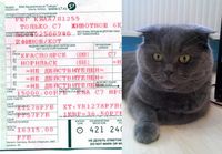 Коту купили билет на самолет за 16 тысяч рублей