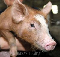 АЧС: падеж диких свиней и кабанов на Ставрополье