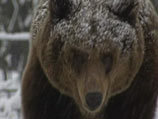 В лесах Трансильвании полицейский умер от сердечного приступа, когда на него напал медведь