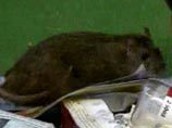 В Серпухове крыса напала на двух девочек в детской городской больнице
