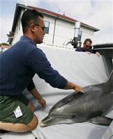 ВМС США предпринимают меры по защите дельфинов
