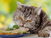 Кошачий рацион состоит из белка