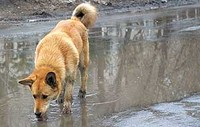 Отлов собак в Бердске перенесен