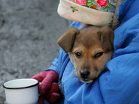 В Киеве бездомных собак опять могут начать усыплять