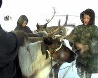 В оленеводческих хозяйствах Чукотского автономного округа значительное прибавление