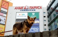 Курских бродячих собак забивали на деликатесы для москвичей