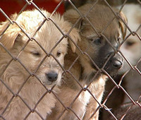 Животные, взятые благовещенцами из приюта, могут рассчитывать на ветеринарную помощь