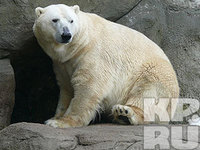 В зоопарке предлагают покормить ящериц и белых медведей