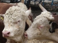 Быки-герефорды обеспечат развитие трех новых ферм в Приамурье