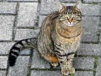 Руководство "как искать потерявшегося домашнего любимца"