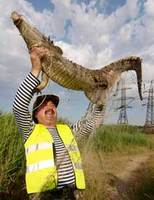 Одесские спасатели расторопнее мариупольских - крокодила поймали за три дня