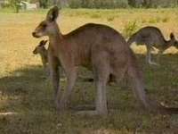 Австралия: кенгуру-наркоманы вытаптывают круги на полях