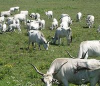 Законодатели решили ограничить число домашнего скота в личных хозяйствах россиян