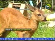 Нидерланды помогут Украине спасти редких животных
