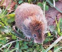 В Испании раскопана доисторическая полевая мышь