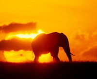 Более 100 слонов были убиты браконьерами в Кении за первую половину этого года