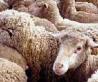 В Казахстане на грани вымирания мясные курдючные овцы