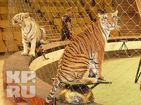 В цирке Кирова - аж 60 животных на одной арене