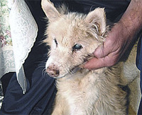 В Мариуполе живет самая старая собака в мире