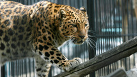 WWF просит "Газпром" не строить газопровод в зоне обитания леопарда