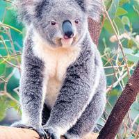 Австралийские коалы могут исчезнуть через тридцать лет