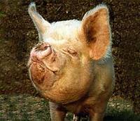 Башкирских свиней перевели на закрытый режим содержания