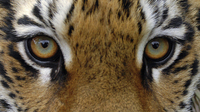 Индонезийские деревни страдают от нападений тигров