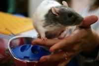 Во Владивостоке домашняя крыса искусала хозяйку