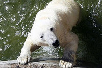 В Челябинске белых медведей отдали под опеку