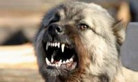 В Биробиджане хозяева кусучей собаки заплатят 20 тысяч рублей пострадавшей