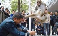 Банда диких обезьян избила туристку