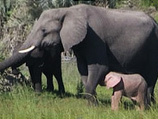 В Мьянме поймали редкого белого слона-альбиноса