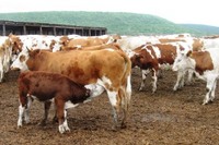 Аграрии Мордовии ищут резервы для сохранения поголовья скота