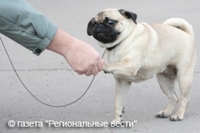 В Коломне прошла выставка собак