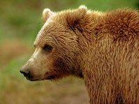 Голодный медведь искусал прохожего в центре Сыктывкара и скрылся