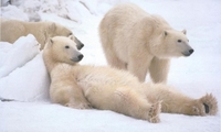 Ученые пересчитывают белых медведей, белух, моржей, тюленей и китов