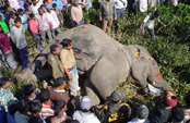 Отравители убили четырех слонов в Индии