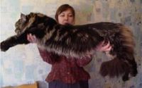 Самый длинный кот попал в Книгу рекордов Гиннеса