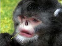 В Мьянме зоологи обнаружили новый вид курносых обезьян