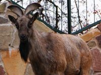 В LЛимпопо¦ появились особо прыгучие козлы