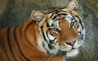 Правительство намерено сурово карать за убийство тигров