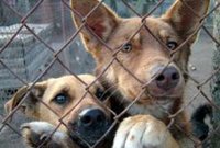 В Житомире собаколовы отловили для стерилизации 142 бездомные собаки