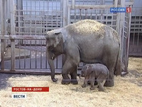 Ростовскому зоопарку достался "лишний" слонTнок