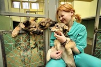 LСуперприют¦ для собак ищет хозяина