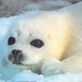 Тюлени просят помощи у петербуржцев